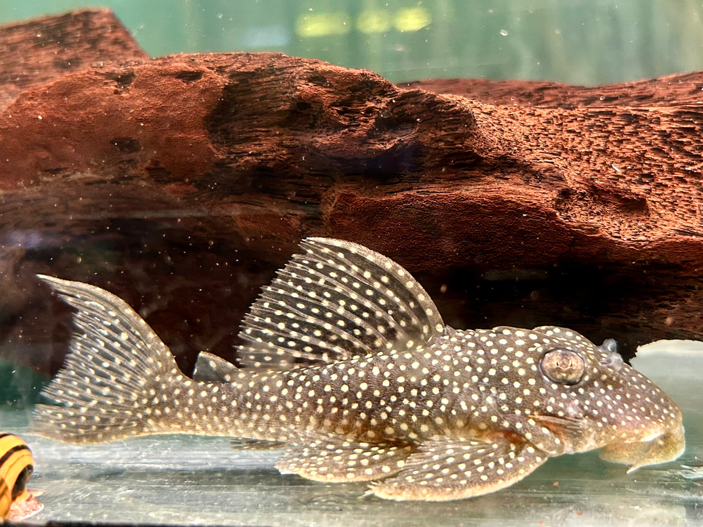 L136 Demini Engelsharnischwels Hypancistrus sp.