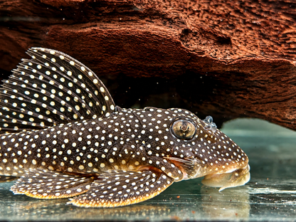 L136 Demini Engelsharnischwels Hypancistrus sp.