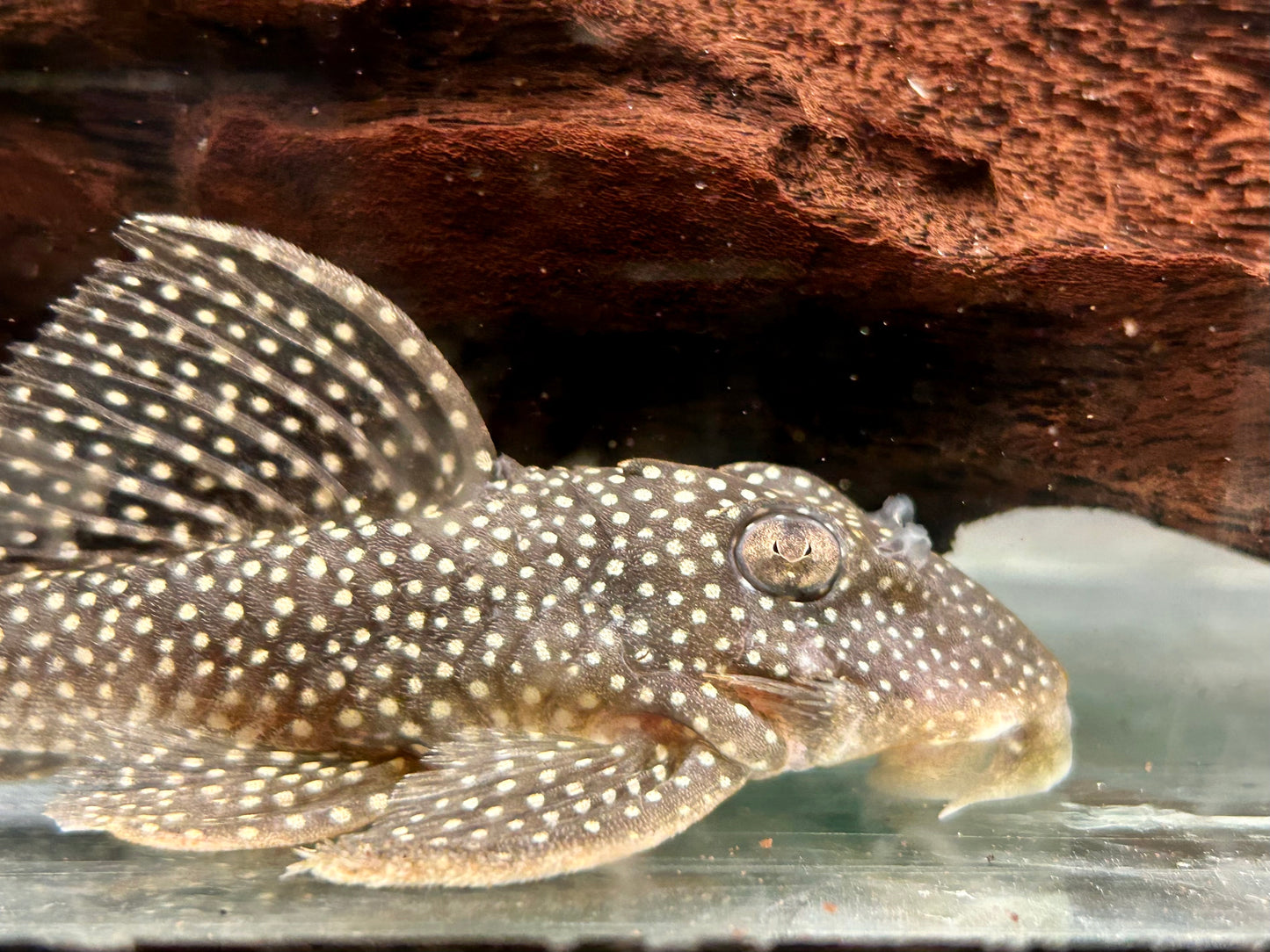 L136 Demini Engelsharnischwels Hypancistrus sp.