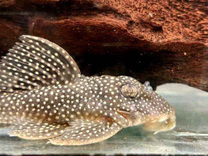 L136 Demini Engelsharnischwels Hypancistrus sp.