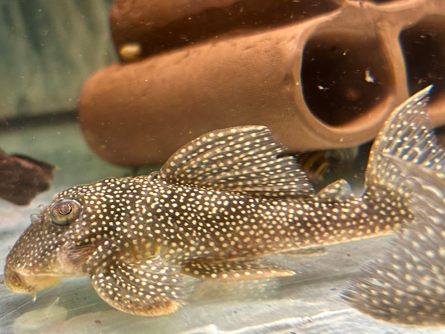 L136 Demini Engelsharnischwels Hypancistrus sp.