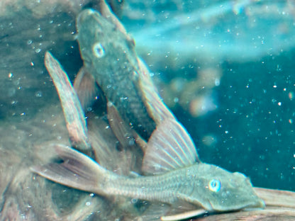 L137 Hypostomus soniae I Cochliodon soniae 6-7 cm