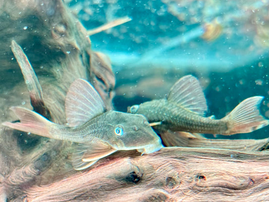 L137 Hypostomus soniae I Cochliodon soniae 6-7 cm