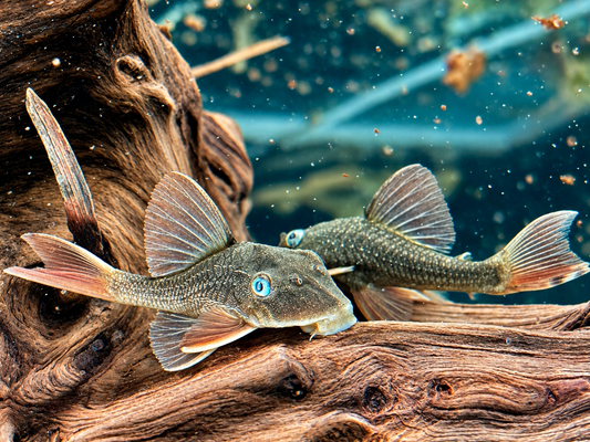 L137 Hypostomus soniae I Cochliodon soniae 6-7 cm
