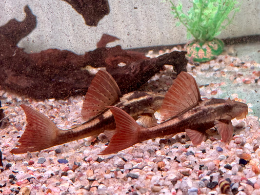 L137 Roter Bruno Cochliodon basilisko 5-6 cm