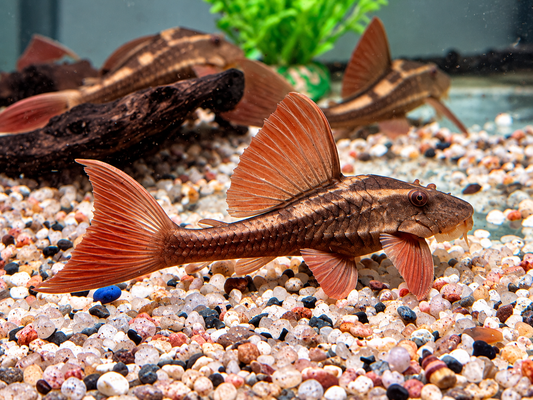 L137 Roter Bruno Cochliodon basilisko 5-6 cm
