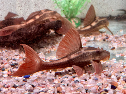 L137 Roter Bruno Cochliodon basilisko 5-6 cm