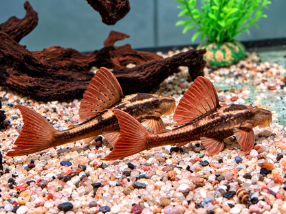 L137 Roter Bruno Cochliodon basilisko 5-6 cm
