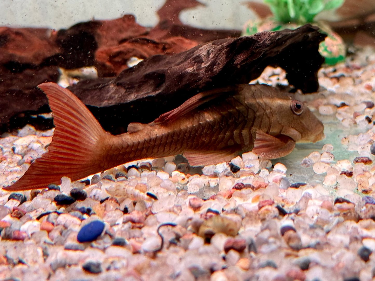 L137 Roter Bruno Cochliodon basilisko 5-6 cm