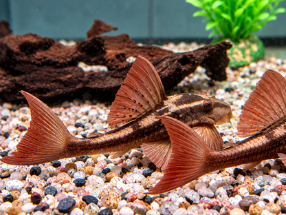 L137 Roter Bruno Cochliodon basilisko 5-6 cm