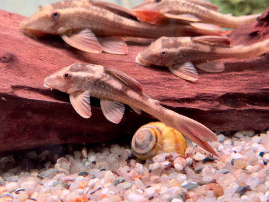 L137 Roter Bruno Cochliodon basilisko 7-10 cm