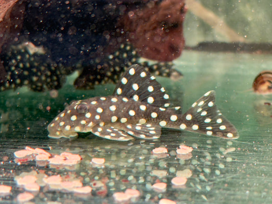 L142 / LDA33 Schneeball Prachtharnischwels Baryancistrus spec.