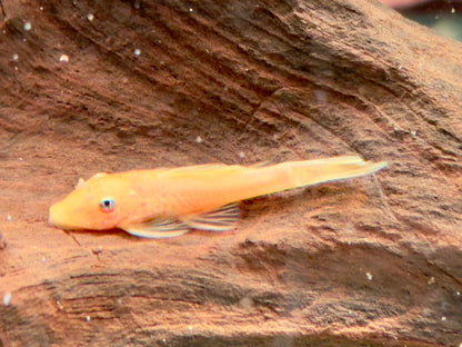 L144 Gelber Antennenwels Ancistrus Blue Eye