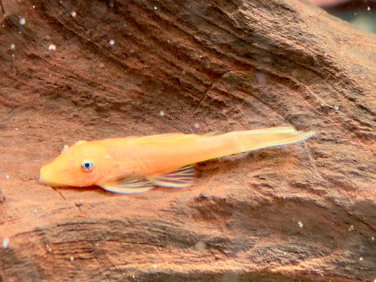 L144 Gelber Antennenwels Ancistrus Blue Eye