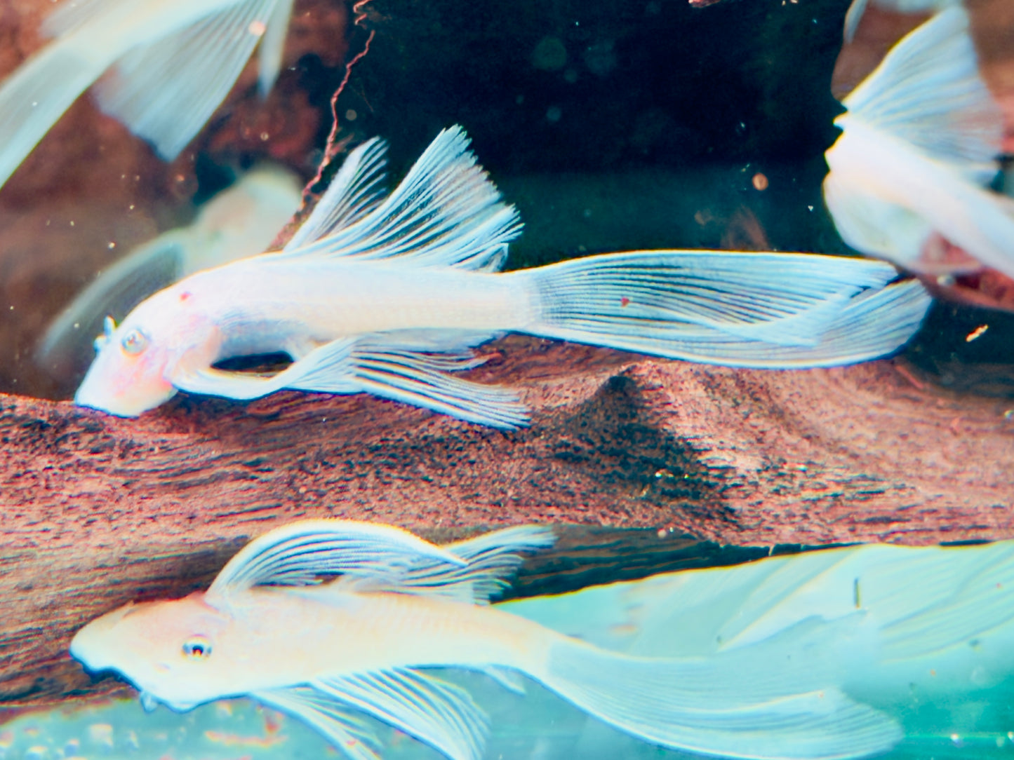 L144 Antennenwels Snow White Long Fin Schleier Ancistrus  ca. 4-5 cm