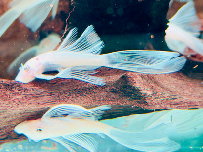 L144 Antennenwels Snow White Long Fin Schleier Ancistrus  ca. 4-5 cm