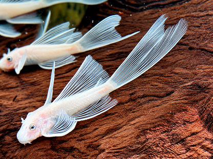 L144 Antennenwels Snow White Long Fin Schleier Ancistrus  ca. 4-4,5 cm