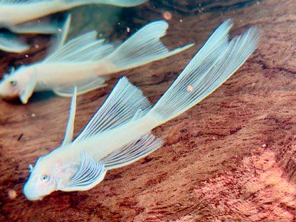 L144 Antennenwels Snow White Long Fin Schleier Ancistrus  ca. 4-5 cm