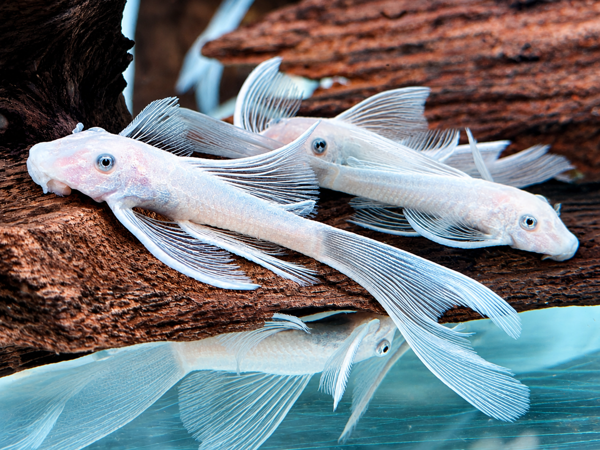 L144 Antennenwels Snow White Long Fin Schleier Ancistrus  ca. 4-4,5 cm