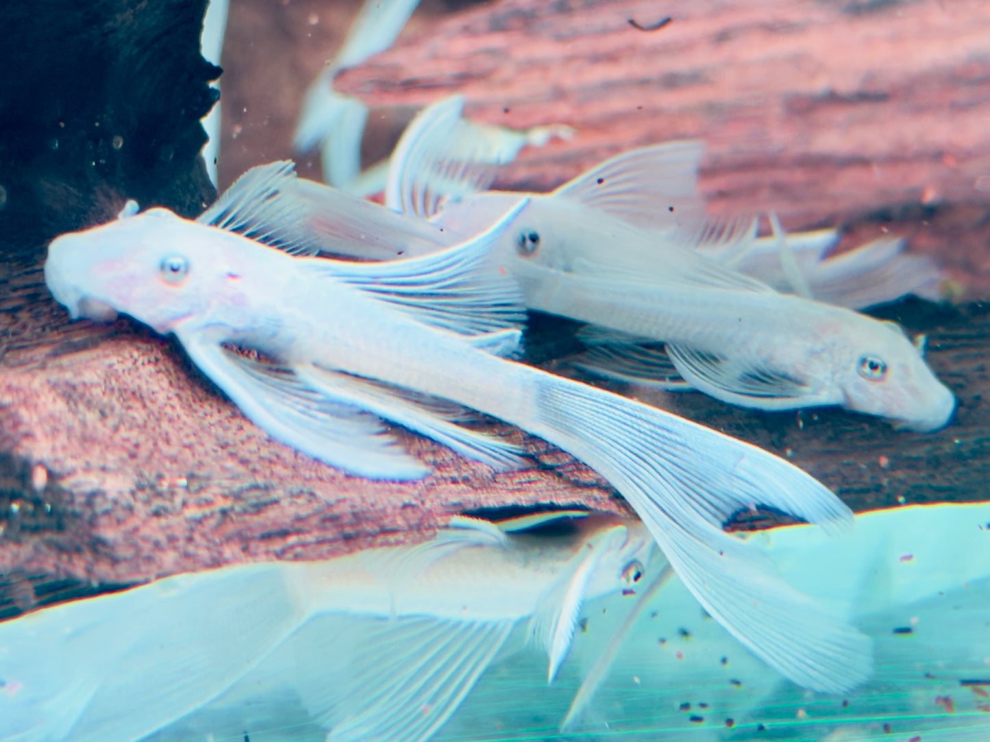 L144 Antennenwels Snow White Long Fin Schleier Ancistrus  ca. 4-5 cm