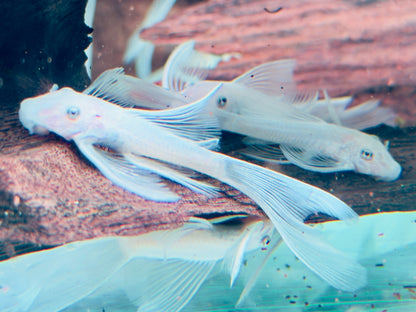 L144 Antennenwels Snow White Long Fin Schleier Ancistrus  ca. 4-5 cm