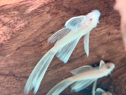 L144 Antennenwels Snow White Long Fin Schleier Ancistrus  ca. 4-5 cm