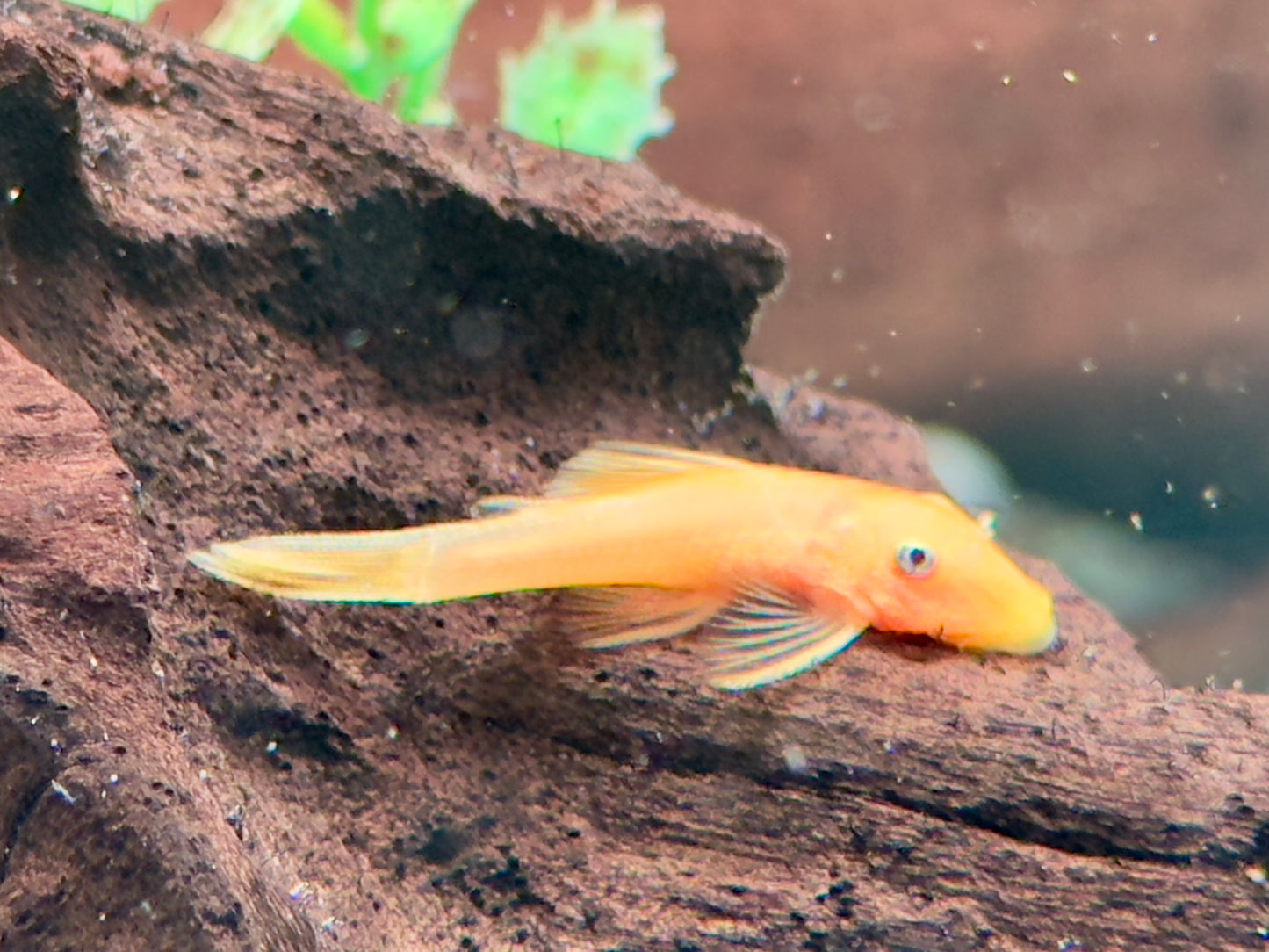 L144 Gelber Antennenwels Ancistrus Blue Eye