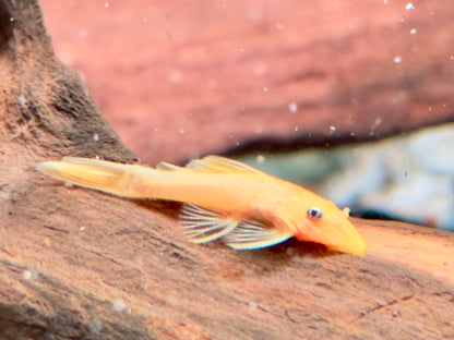 L144 Gelber Antennenwels Ancistrus Blue Eye