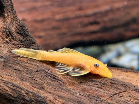 L144 Gelber Antennenwels Ancistrus Blue Eye