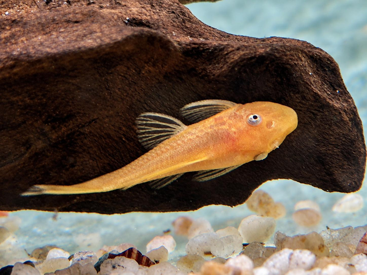 L144 Gelber Antennenwels Ancistrus Blue Eye