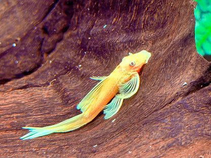 L144 Gelber Antennenwels Long Fin Ancistrus Blue Eye