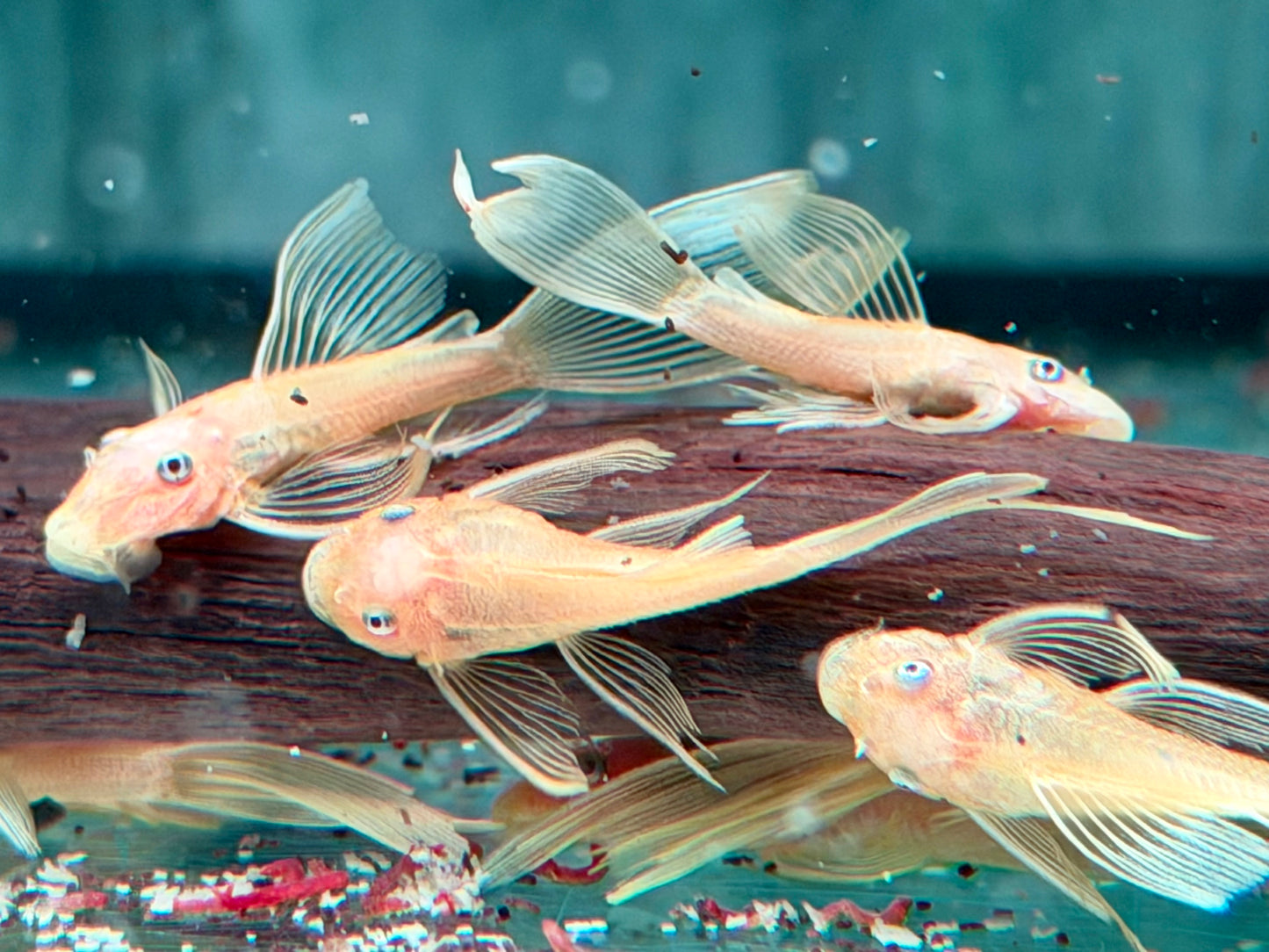 L144 Gelber Antennenwels Long Fin Ancistrus Blue Eye