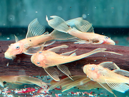L144 Gelber Antennenwels Long Fin Ancistrus Blue Eye
