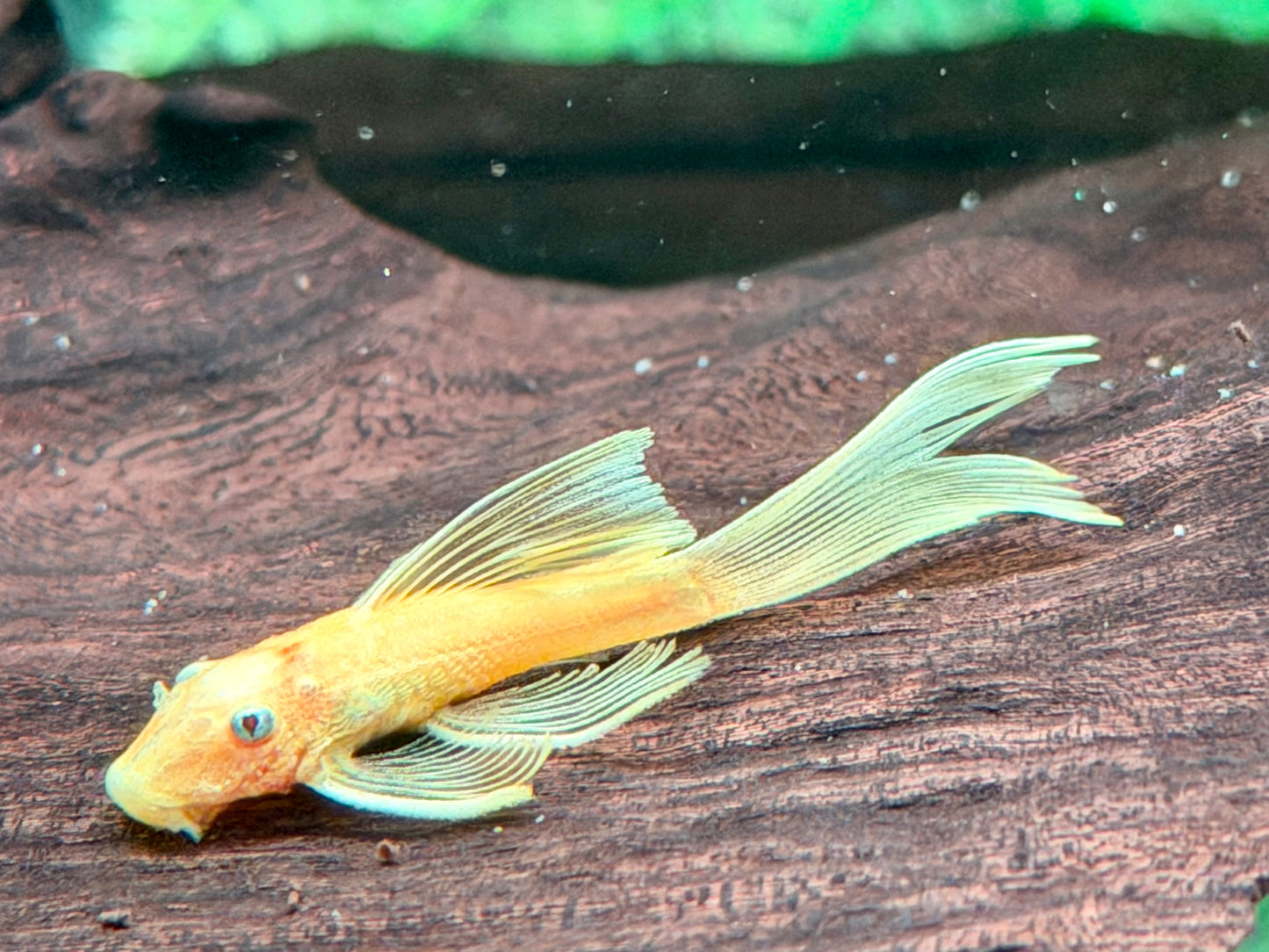 L144 Gelber Antennenwels Long Fin Ancistrus Blue Eye