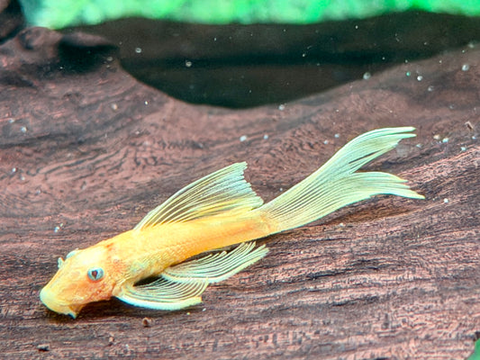 L144 Gelber Antennenwels Long Fin Ancistrus Blue Eye