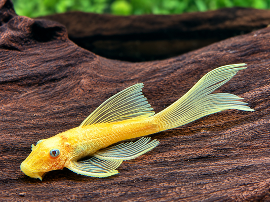 L144 Gelber Antennenwels Long Fin Ancistrus Blue Eye