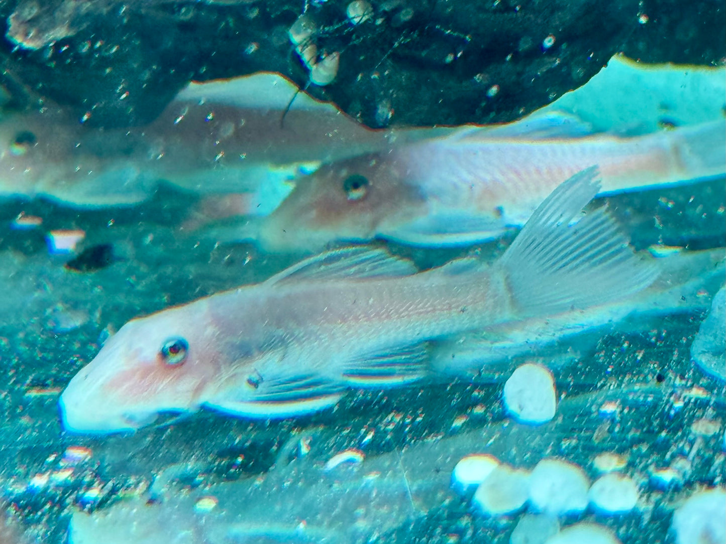 L144 Snow White Antennenwels Ancistrus Blue Eye