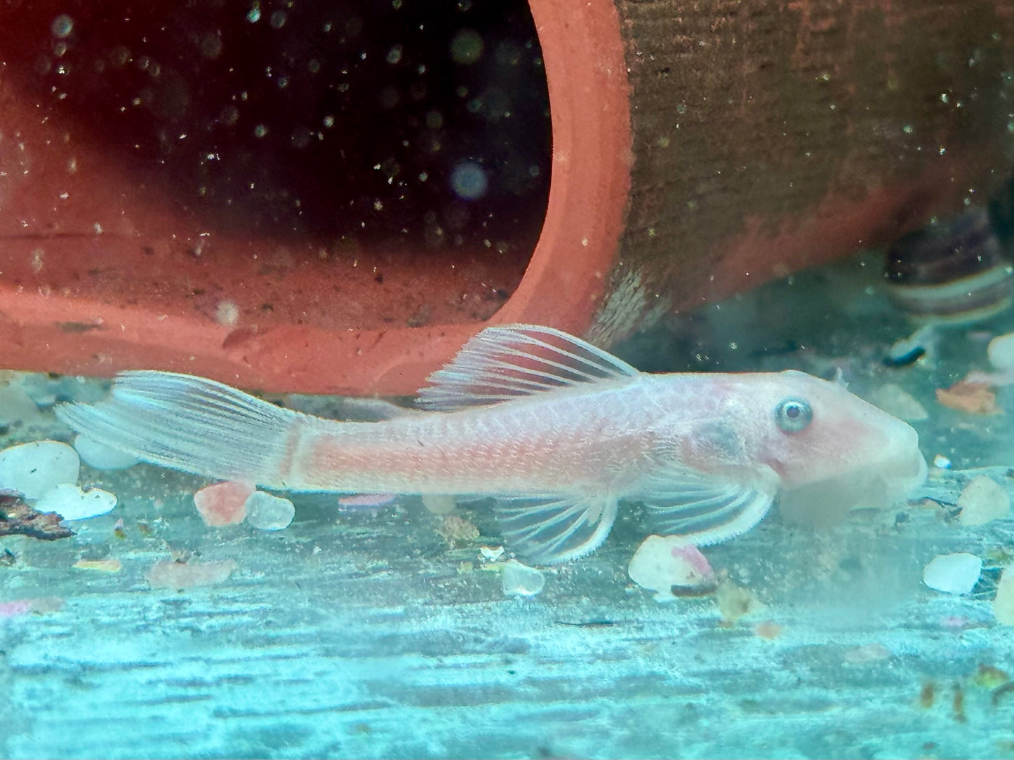 L144 Snow White Antennenwels Ancistrus Blue Eye