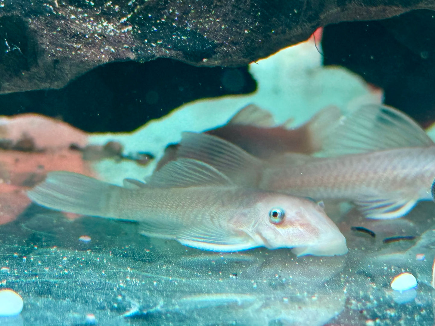 L144 Snow White Antennenwels Ancistrus Blue Eye
