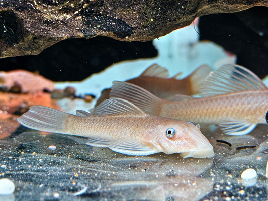 L144 Snow White Antennenwels Ancistrus Blue Eye