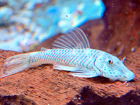 L146 Chaetostoma thomasi Gebirgsharnischwels ca. 4-4,5 cm