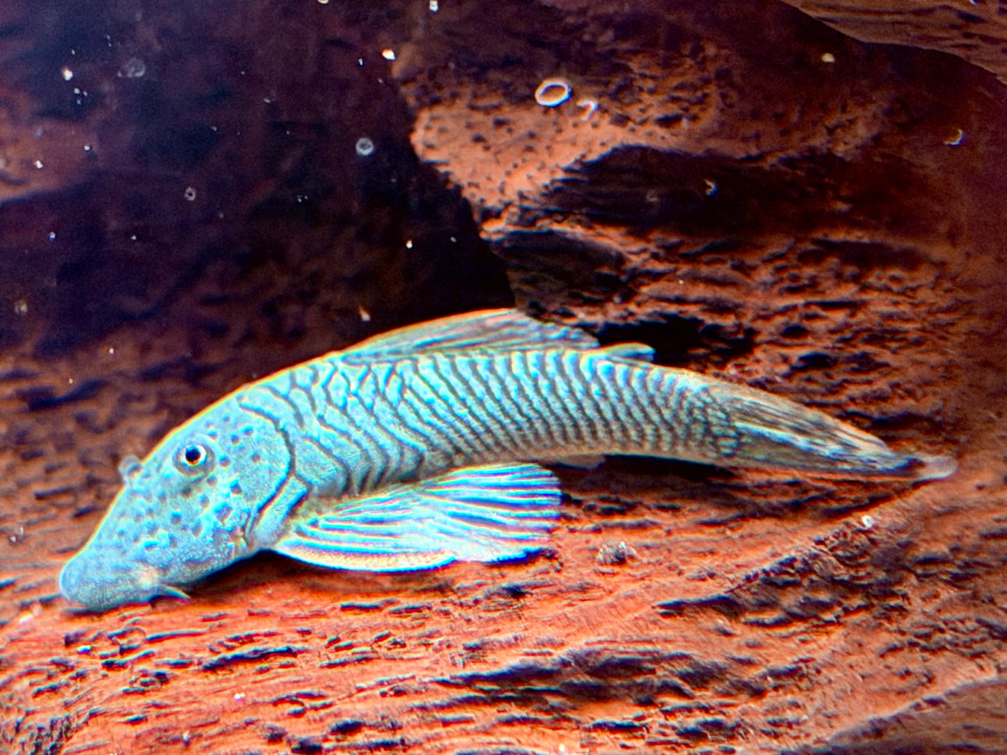 L146 Chaetostoma thomasi Gebirgsharnischwels ca. 4-4,5 cm