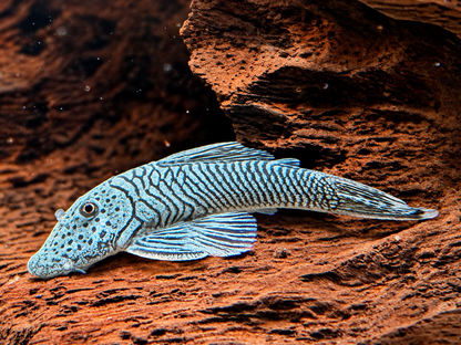 L146 Chaetostoma thomasi Gebirgsharnischwels ca. 4-4,5 cm