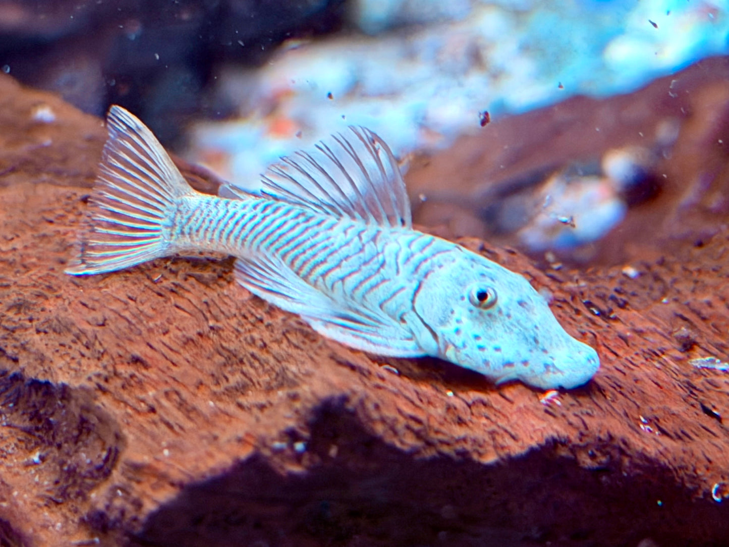 L146 Chaetostoma thomasi Gebirgsharnischwels ca. 4-4,5 cm