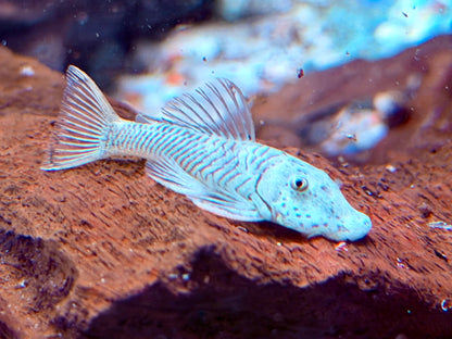 L146 Chaetostoma thomasi Gebirgsharnischwels ca. 4-4,5 cm