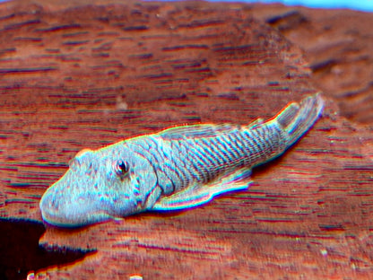 L146 Chaetostoma thomasi Gebirgsharnischwels ca. 4-4,5 cm