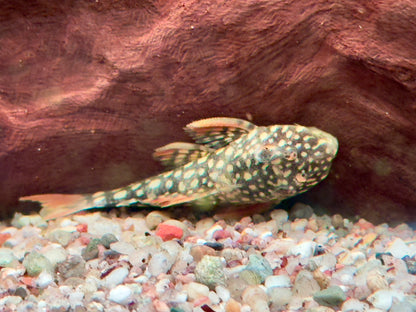 L14 Sonnenwels Scobinancistrus aureatus 5- 6 cm