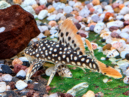 L14 Sonnenwels Scobinancistrus aureatus ca. 5-6 cm