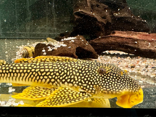 L14 Sonnenwels Scobinancistrus aureatus 25-28 cm