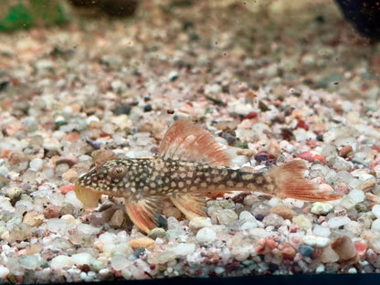 L14 Sonnenwels Scobinancistrus aureatus 5- 6 cm